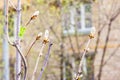 Branches of horse chestnut tree in spring Royalty Free Stock Photo