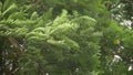 Branches of a huge tree shaking violently in strong gusty winds during cyclone Nisarga over Mumbai, India on June 3rd. 2020