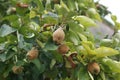 Branches with immature quince fruit cydonia Oblinga Rosaceae with leafs and a blurry background in the sunlight in autumn