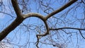 branches of intertwined trees