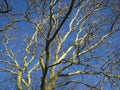 The branches with its seeds of a plane tree against the blue sky Royalty Free Stock Photo