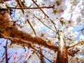 Z japonec čerešne krásny biely kvety a modrá obloha 