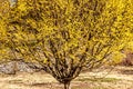 Japanese 'Cornelian' Cherry Tree