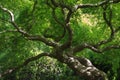 Branches of a Japanese Maple Tree Royalty Free Stock Photo