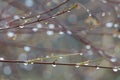 Branches of a Japanese maple tree with water droplets, background soft, copy space Royalty Free Stock Photo