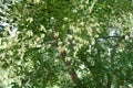 Branches of Japanese pagoda-tree in flower