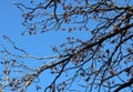 BRANCHES OF A JAPANESE RAISIN TREE WITH CLUSTERS OF DRIED RAISIN FRUIT AGAINST BLUE SKY