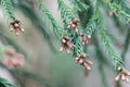 Branches of a Japanese red-cedar Cryptomeria japonica Royalty Free Stock Photo