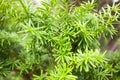 Branches of the Japanese yew