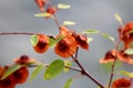 Branches of Jerusalem thorn or Paliurus spina christi deciduous shrub plant with multiple ripe fruits in shape of small dry woody