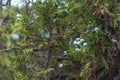 Branches of juniper close up