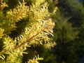 A branches of Juniper under the morning sunshine. Royalty Free Stock Photo