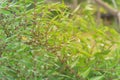 Branches of jute plant with many spindle-shaped fruit cultivated in Houston, Texas