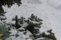 Branches of large coniferous trees, in a snow-covered forest in winter. Royalty Free Stock Photo