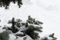 Branches of large coniferous trees, in a snow-covered forest in winter. Royalty Free Stock Photo