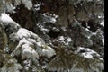 Branches of large coniferous trees, in a snow-covered forest in winter. Royalty Free Stock Photo