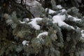 Branches of large coniferous trees, in a snow-covered forest in winter. Royalty Free Stock Photo