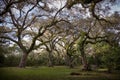 Branches of large forest trees in the park, green spaces in the city Royalty Free Stock Photo