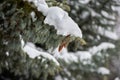 branches of large spruce tree with cones covered with snow. winter snow day Royalty Free Stock Photo