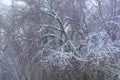 Branches of large tree covered with frost in winter. Snow and blizzard in forest. Frosty bad weather concept Royalty Free Stock Photo