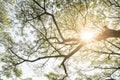 Branches of a large tree Royalty Free Stock Photo