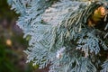 the branches of the lawson cypress