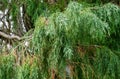 Branches of Lawson cypress Chamaecyparis Lawsoniana Filifera, known as Port Orford cedar, white or Oregon cedar