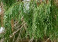 Branches of Lawson cypress Chamaecyparis Lawsoniana Filifera, known as Port Orford cedar, white or Oregon cedar in spring day