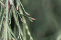 Branches of a Lawson cypress Chamaecyparis lawsoniana