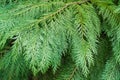 Branches of Lawson cypress Chamaecyparis Lawsoniana, known as Port Orford cedar, white or Oregon cedar