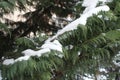 Branches of Lawson cypress covered with snow