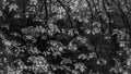 Branches, leafs, BlackandWhite, Monochrome, nature