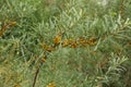 Branches with berries of sea buckthorn.