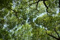 Branches and leaves of big tree : up view