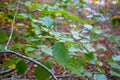 branches with leaves close up in the woods Royalty Free Stock Photo