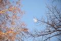 Branches with and without leaves covering the moon in the daytime in Berlin Germany Royalty Free Stock Photo