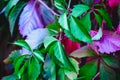 Branches, leaves of decorative grapes with small berries Royalty Free Stock Photo