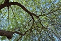 Branches and leaves of desert shade tree against the blue sky in Yuma, Arizona, USA