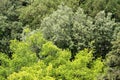 Branches and leaves of different kind of trees