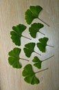 Branches and leaves of a ginkgo