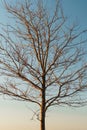 Branches without leaves of a graceful tree against the background of a blue sunset sky