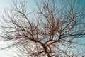 Branches without leaves of a graceful tree against the background of a blue sunset sky