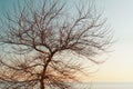 Branches without leaves of a graceful tree against the background of a blue sunset sky