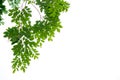 The branches and leaves are green on a white background. Royalty Free Stock Photo