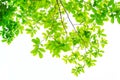 The branches and leaves are green on a white background. Royalty Free Stock Photo