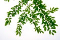 The branches and leaves are green on a white background. Royalty Free Stock Photo