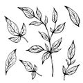 Branches with leaves. Hand drawn vector illustration. Monochrome black and white ink sketch. Line art. Isolated on white Royalty Free Stock Photo