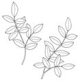 Branches with leaves. Hand drawn vector illustration. Monochrome black and white ink sketch. Line art. Isolated on white Royalty Free Stock Photo