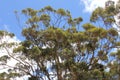 Branches and leaves of Karri trees against a blue sky and white clouds Royalty Free Stock Photo