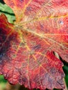 Branches and leaves of a Lambrusco grape plant in Modena, at the time of harvest, Italy